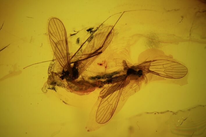 Detailed, Mating Fossil Flies (Diptera) In Baltic Amber - Rare! #93867